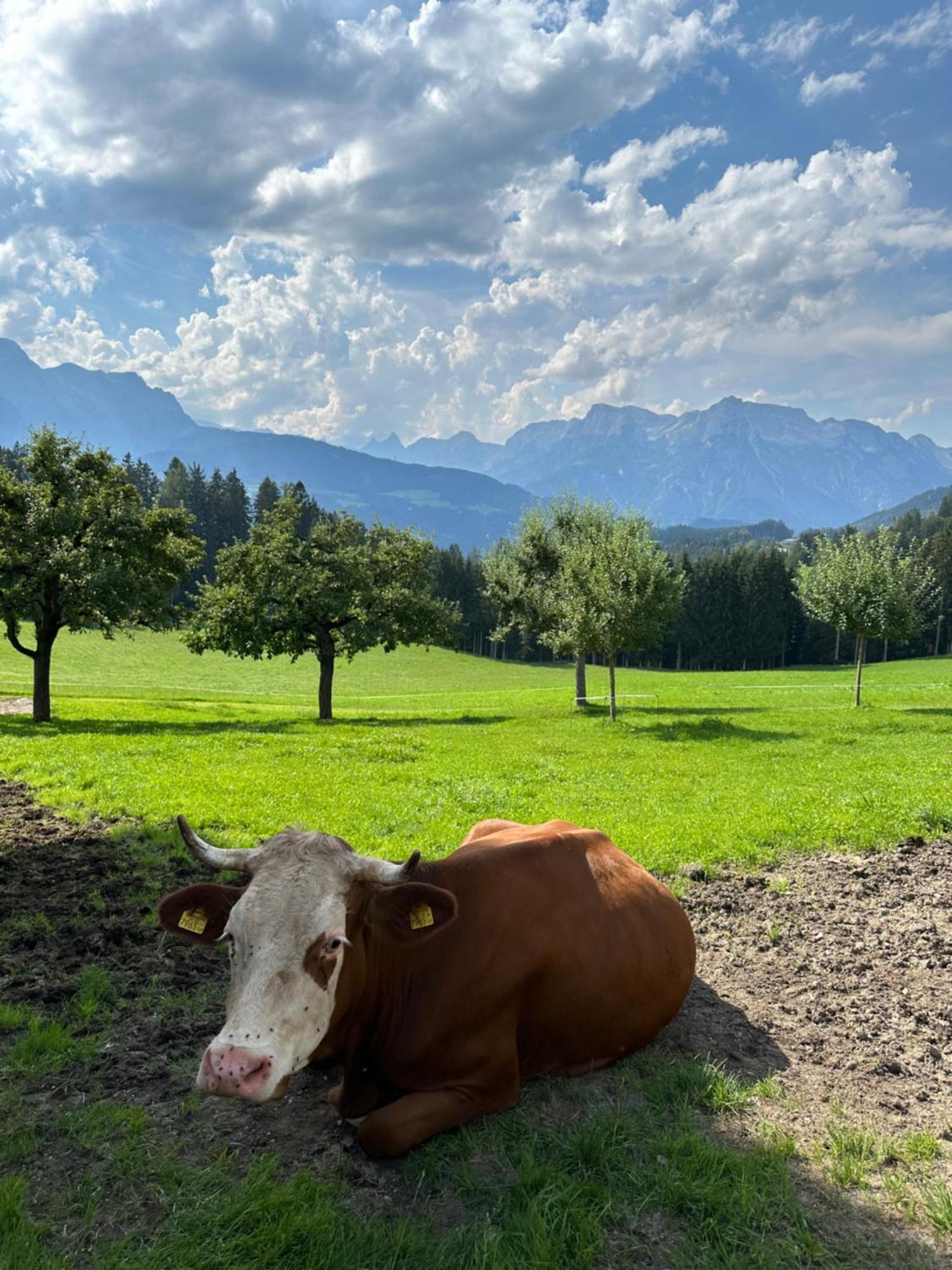 Frische Bergluft Und Laendlicher Charme - Ihr Aktiver Urlaub Am Muehlauhof Muhlbach Am Hochkonig Exterior photo